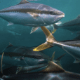 Clean Seas Seafood Weighs Indicative Merger Proposal from Yumbah